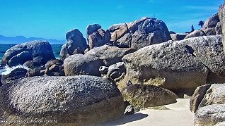 Penguins at Boulders Beach at 12h